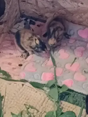 Meerschweinchen Jungtiere
