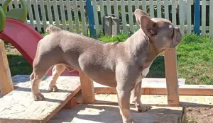 Wir erwarten Welpen: Französische Bulldoggen 
