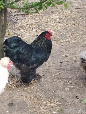 Riesenbrahma Hahn, schwarz 
