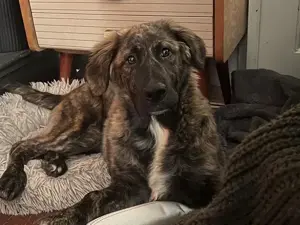 Darla sucht ihr Zuhause