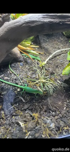 1.4 Takydromus smaragdinus(Smaragd langschwanzeidechsen) 