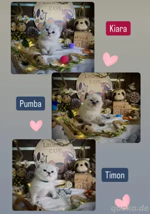 BKH- Birma Kitten