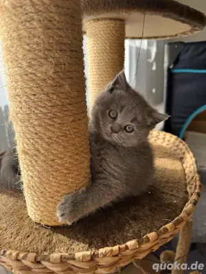 BHK Kitten Britisch Kurzhaar