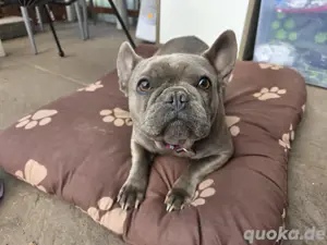 Französische bulldogg