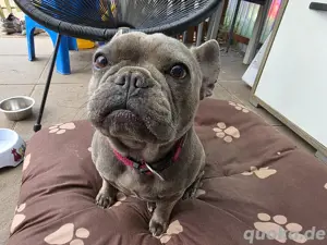 Französische bulldogge 