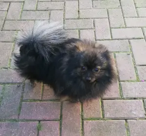 Pomeranian  zwergspitz deckrüde (kein Verkauf) 