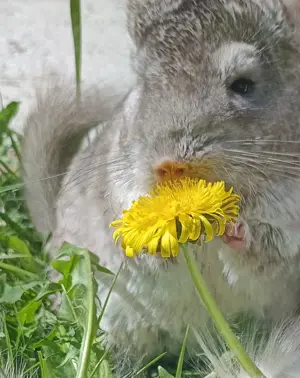 junge Chinchilla in verschiedenen Farben