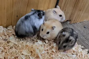 junge verschiedenfarbige dsungarische Zwerghamster Dsungaren dschungarische Hamster