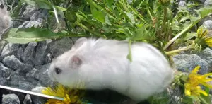 junge verschiedenfarbige dsungarische Zwerghamster Dsungaren dschungarische Hamster Bild 7