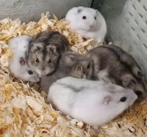 junge verschiedenfarbige dsungarische Zwerghamster Dsungaren dschungarische Hamster Bild 4