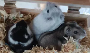 junge verschiedenfarbige dsungarische Zwerghamster Dsungaren dschungarische Hamster Bild 9