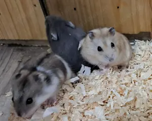 junge verschiedenfarbige dsungarische Zwerghamster Dsungaren dschungarische Hamster Bild 8