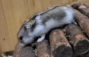 junge verschiedenfarbige dsungarische Zwerghamster Dsungaren dschungarische Hamster Bild 6