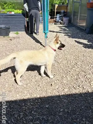 Akita Harzer Fuchs 