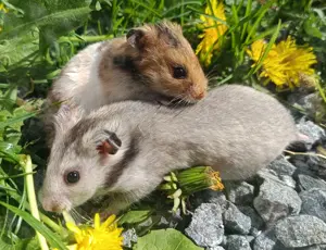 junge Goldhamster Teddyhamster Hamster mit langem Fell