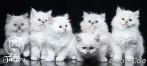 Wunderschöne Kitten Babies Stammbaum Ragdoll