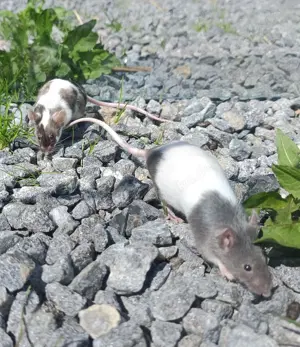 junge bunte Mäuse Farbmäuse Farbmaus Maus  Bild 5