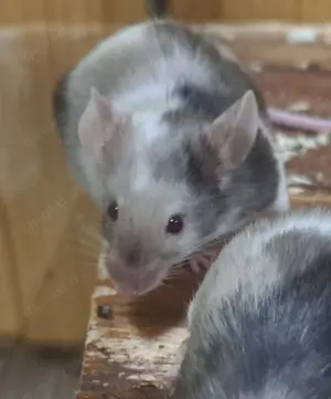 junge bunte Mäuse Farbmäuse Farbmaus Maus  Bild 8