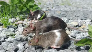 junge bunte Mäuse Farbmäuse Farbmaus Maus  Bild 3