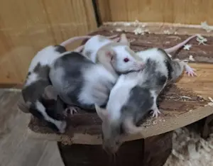 junge bunte Mäuse Farbmäuse Farbmaus Maus  Bild 7