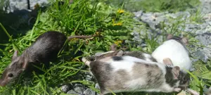 junge bunte Mäuse Farbmäuse Farbmaus Maus  Bild 6