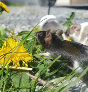junge bunte Mäuse Farbmäuse Farbmaus Maus  Bild 4