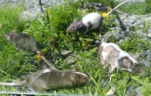 junge bunte Mäuse Farbmäuse Farbmaus Maus 