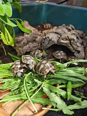 Griechische Landschildkröten 
