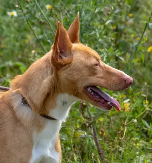Bambi, ein kleines Seelchen!