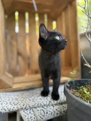 Kitten Katze Baby Mädchen