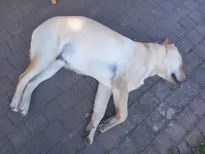 3 Labrador Welpen suchen 