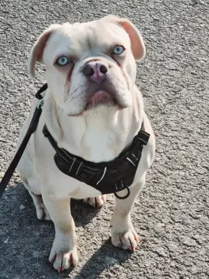 Französische bulldogge 