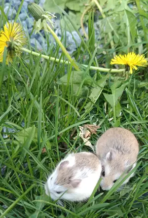 kleinste Hamsterart flinke Roborowski Zwerghamster Hamster
