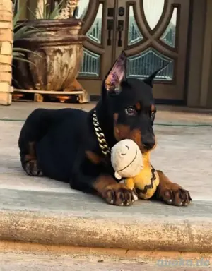 Dobermann Welpen zu verkaufen