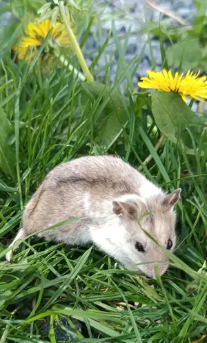 kletterfreudige Hamster chinesische Streifenhamster