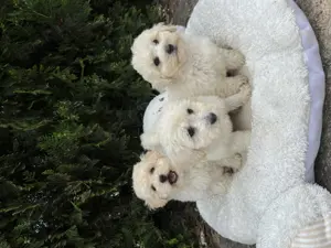 Maltipoo Welpen Weibchen Männchen 