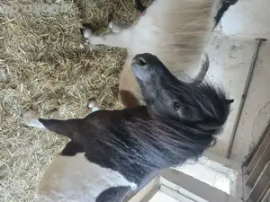 3 jähriger Shetty Hengst
