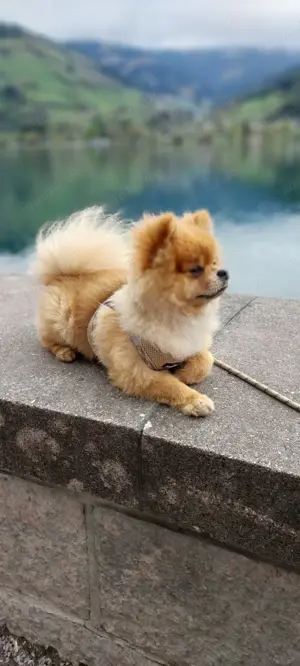 Pomeranian Deckrüde