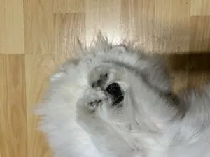 KEIN VERKAUF Pomeranian Zwergspitz deckrüde kein Verkauf Bild 5