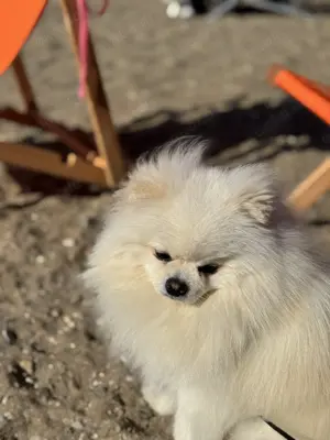 KEIN VERKAUF Pomeranian Zwergspitz deckrüde kein Verkauf Bild 3
