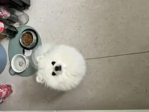 KEIN VERKAUF Pomeranian Zwergspitz deckrüde kein Verkauf Bild 7