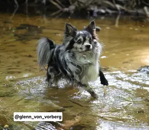 Chihuahua Deckrüde mit ZTP & AT, Merle, Championatsabstammung  Bild 5