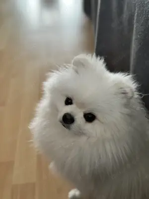 KEIN VERKAUF Pomeranian Zwergspitz deckrüde kein Verkauf Bild 10