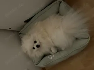 KEIN VERKAUF Pomeranian Zwergspitz deckrüde kein Verkauf Bild 6