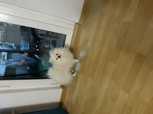 KEIN VERKAUF Pomeranian Zwergspitz deckrüde kein Verkauf Bild 9