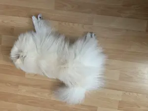 KEIN VERKAUF Pomeranian Zwergspitz deckrüde kein Verkauf Bild 8