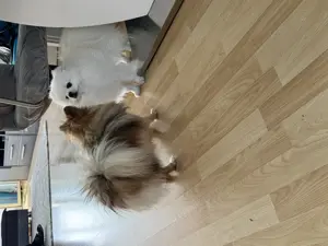 KEIN VERKAUF Pomeranian Zwergspitz deckrüde kein Verkauf Bild 4