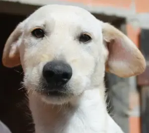 Süßes Hundebaby Ezra!