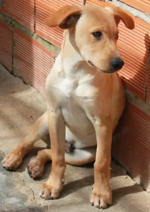 Süßes Hundebaby Elias!