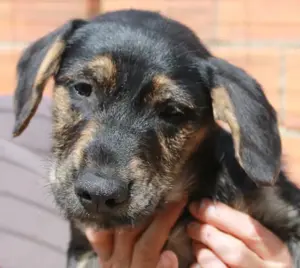 Süßes Hundebaby Erin!